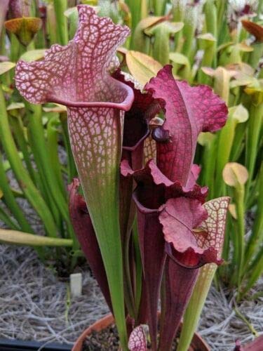 The Enchanting World of Mini Pitcher Plants