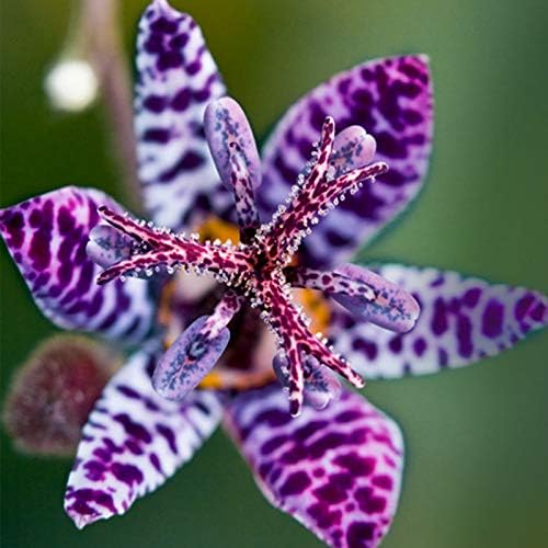 Blue Wonder Toad Lily