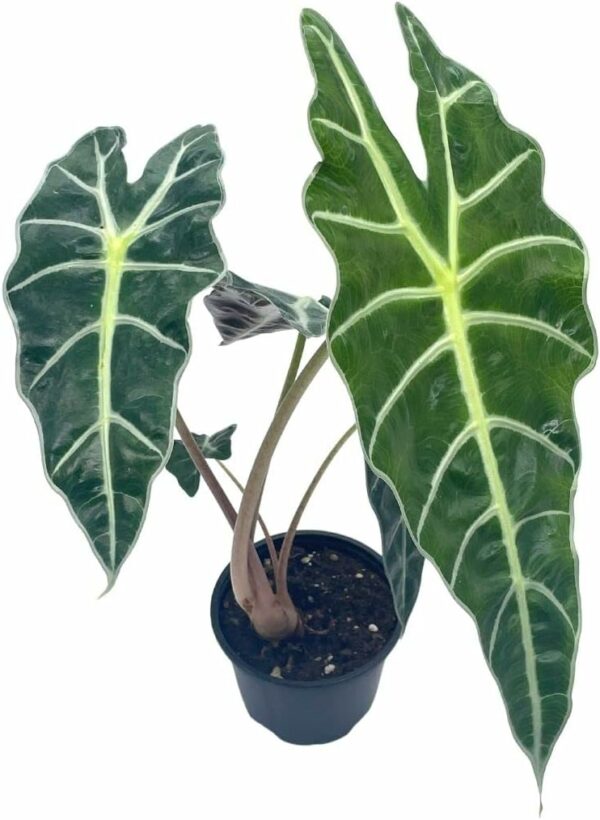 Alocasia African mask