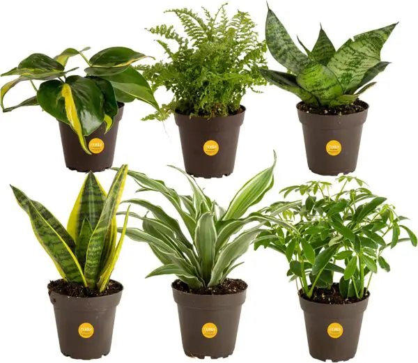Costa Farms Live House Plants (6 Pack)