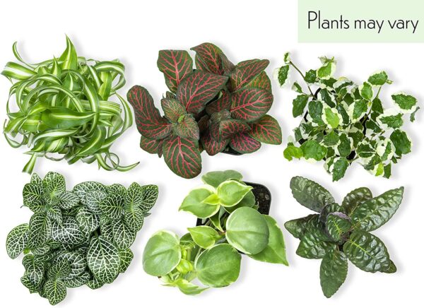 Easy to Grow Houseplants (6 Pack)