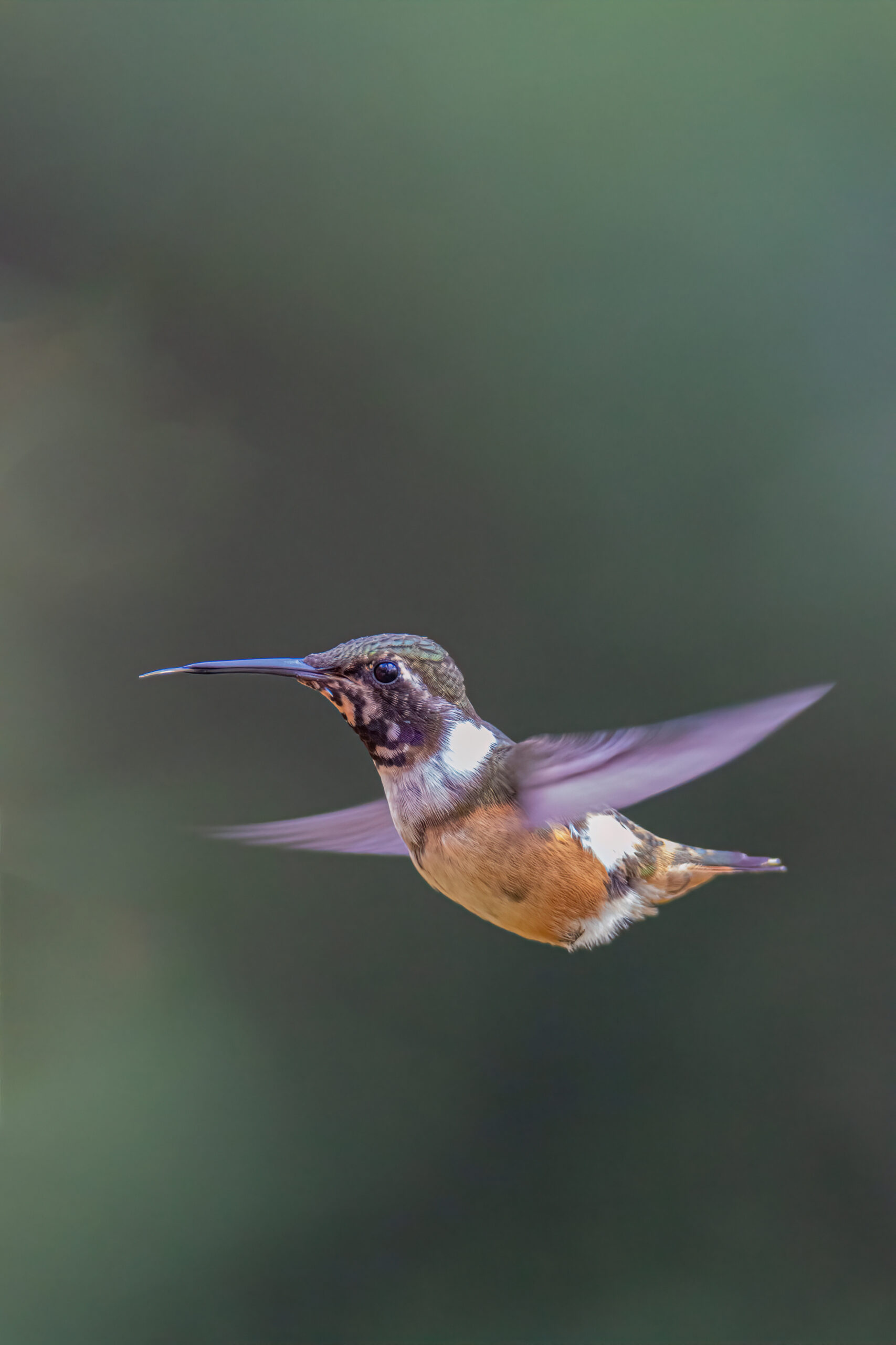 How to Attract Pollinators to Your Garden: Bees, Butterflies, and Hummingbirds