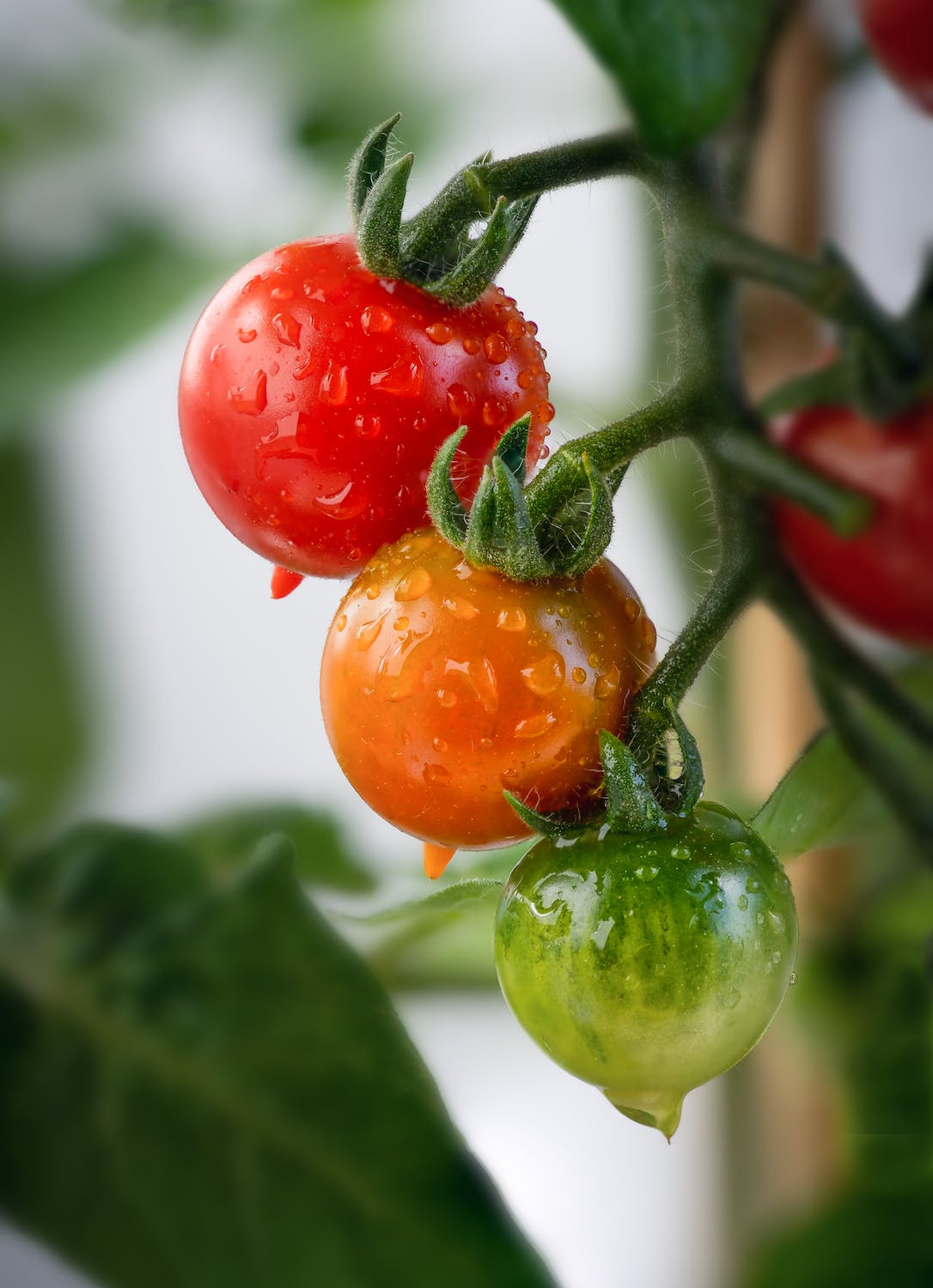 Why are the leaves on my tomato plant turning yellow?