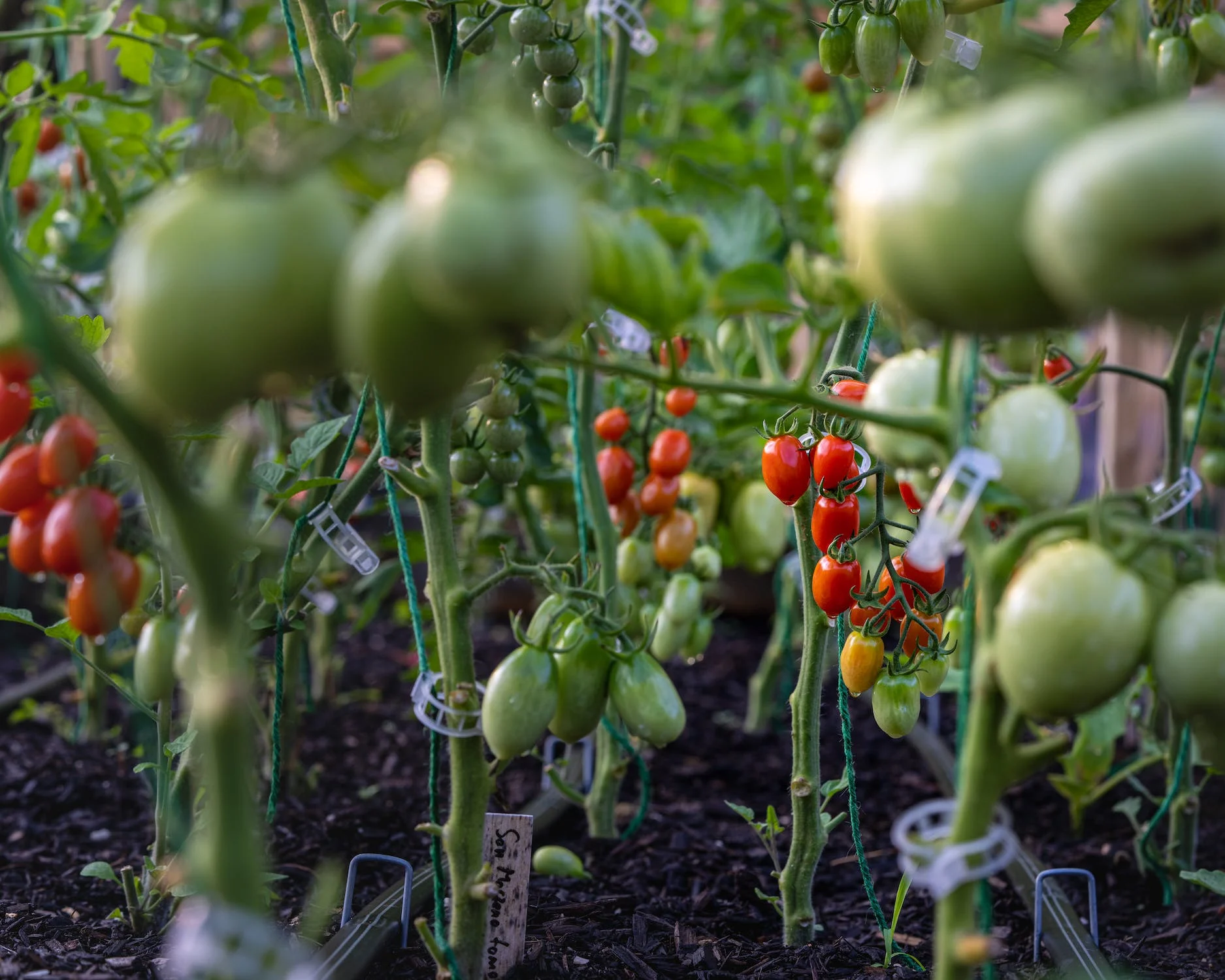 Overcoming Common Challenges in Vegetable Gardening: A Comprehensive Guide