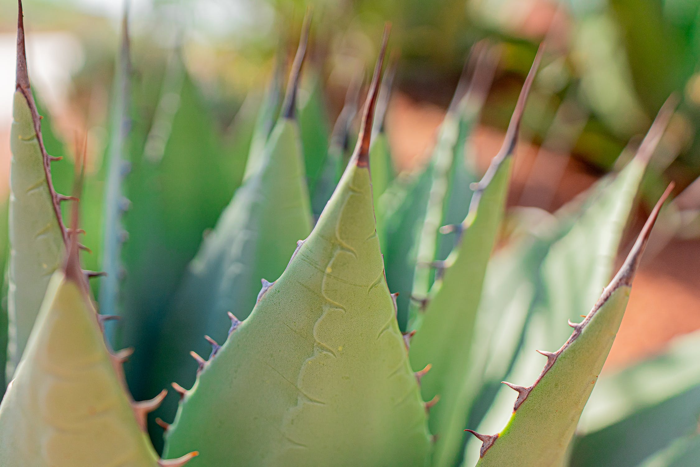 Embracing Nature’s Resilience: The Best Drought-Tolerant Plants and How to Care for Them