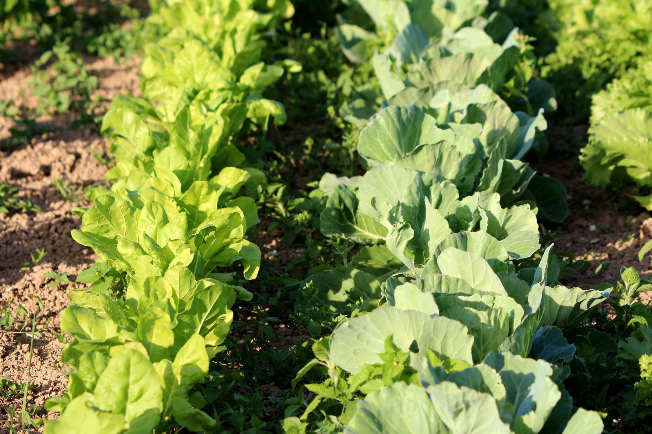 4 Mistakes You Should Avoid With Your Vegetable Garden