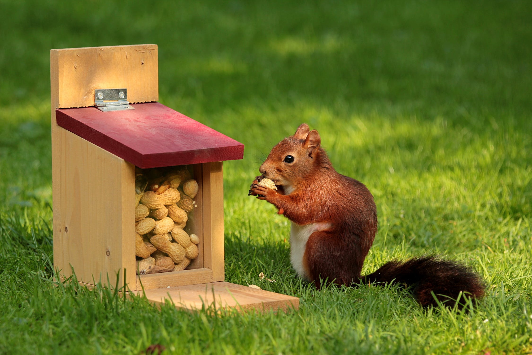 Why Squirrels Dig in Your Garden and Effective Ways to Deter Them