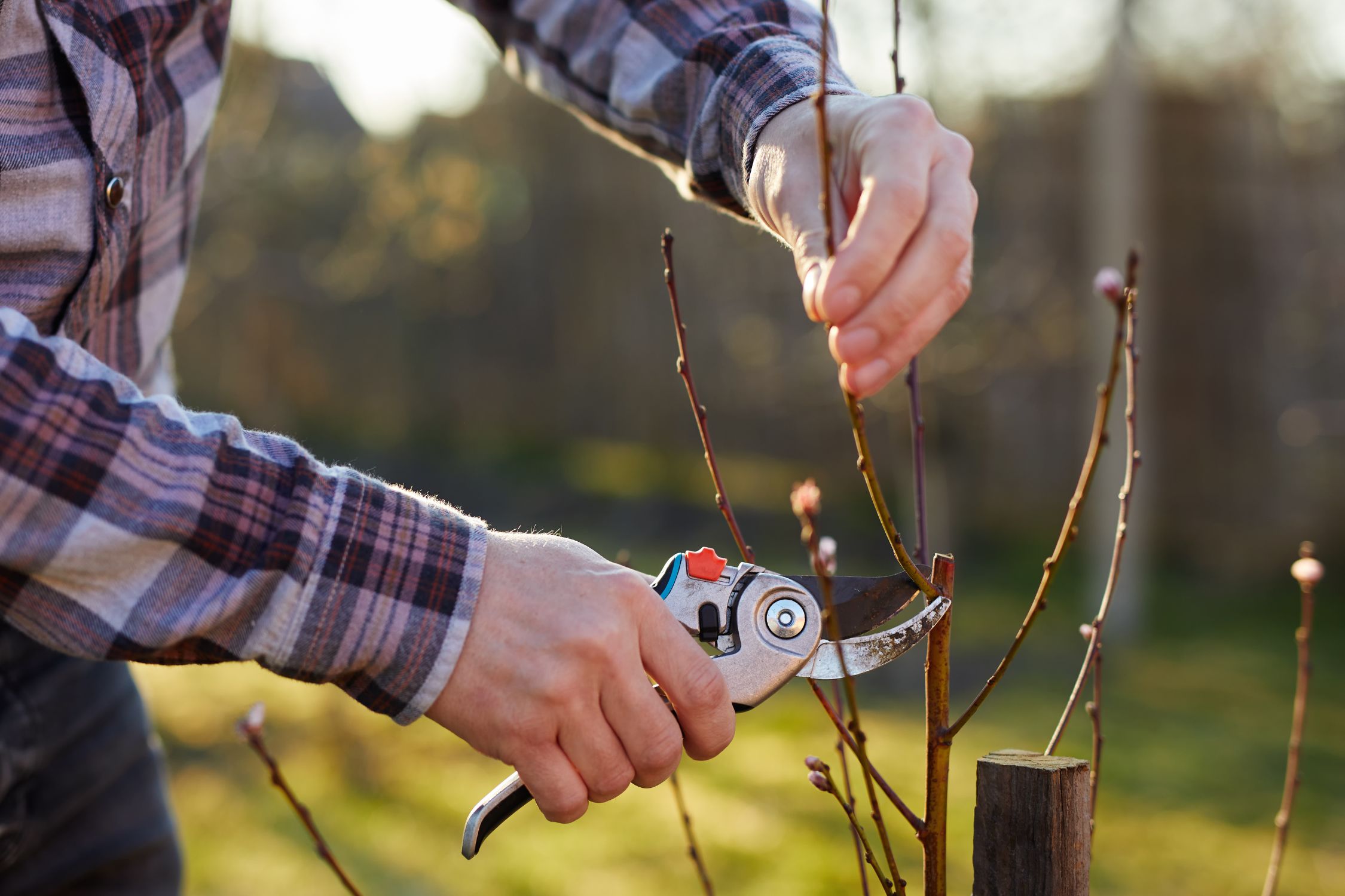 Things To Know Before Purchasing Trees for Your Yard