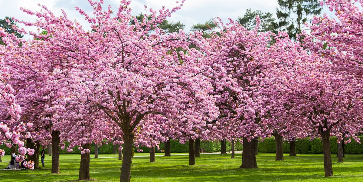 How To Extend the Longevity of Your Trees