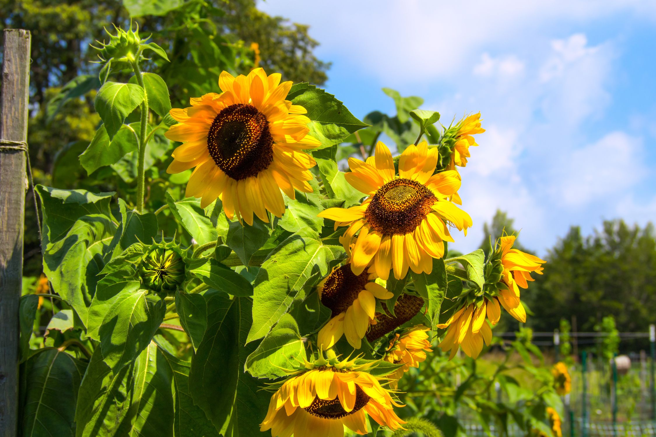 The Most Popular Flowers To Grow and Sell From Your Garden