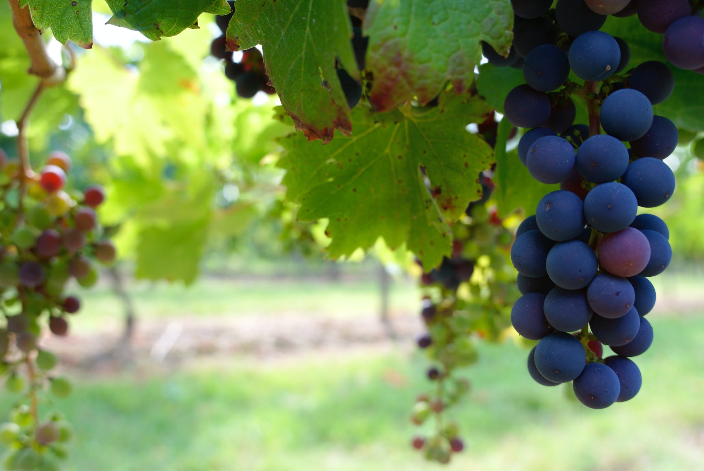 A Grape Start: Your Comprehensive Guide to Growing Grapes