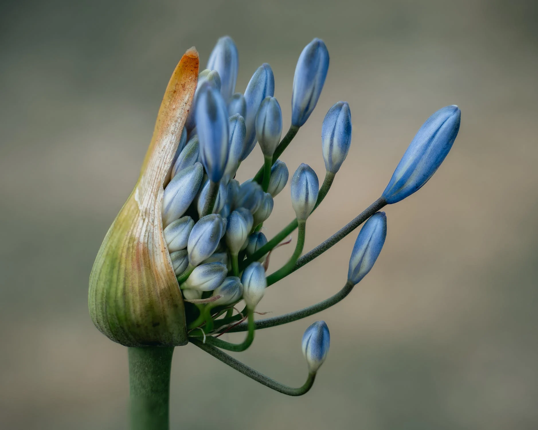 Planting Fall Bulbs: A Blooming Promise for Spring