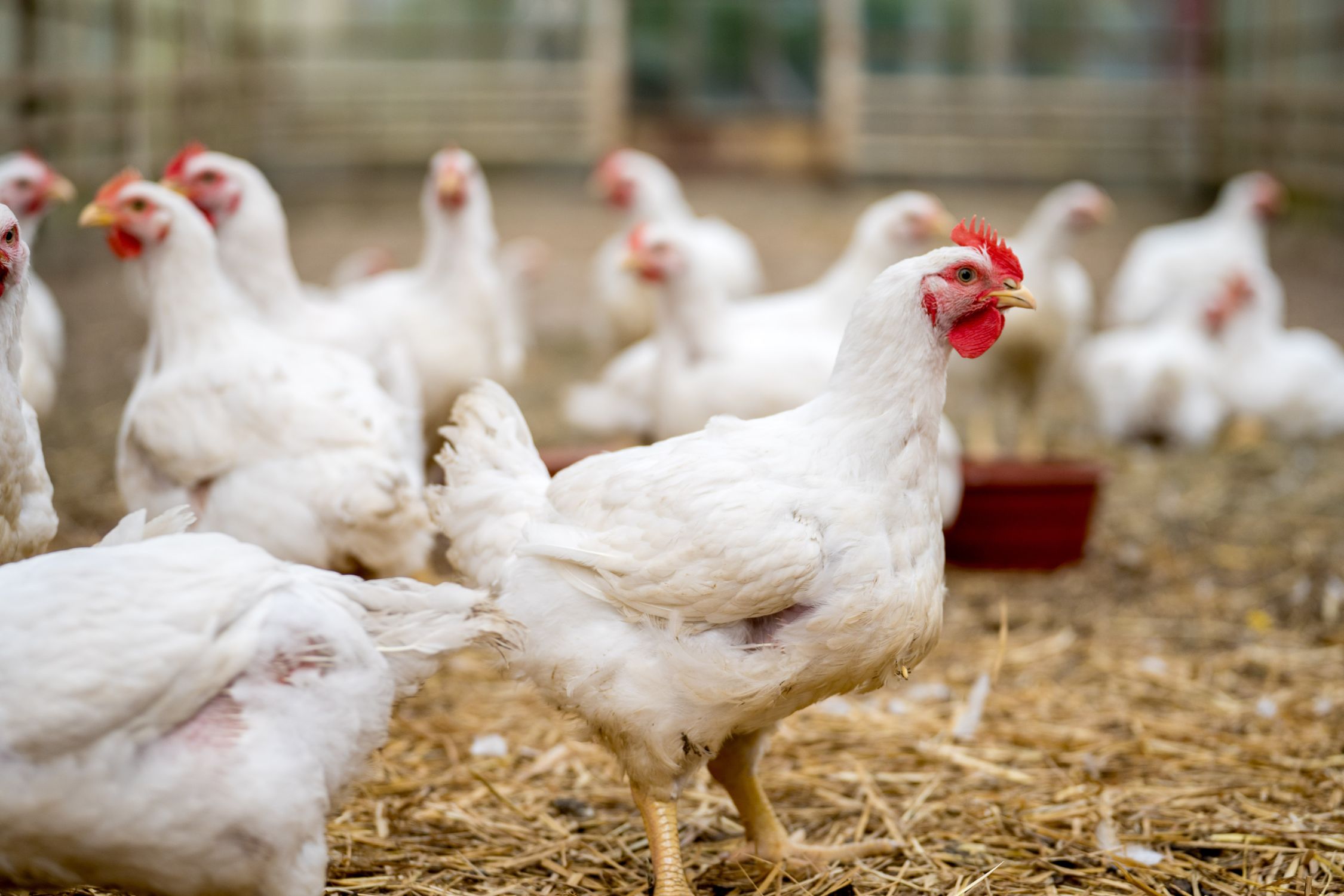 Sustainable Living: Tips for Using Chicken Bedding as Mulch