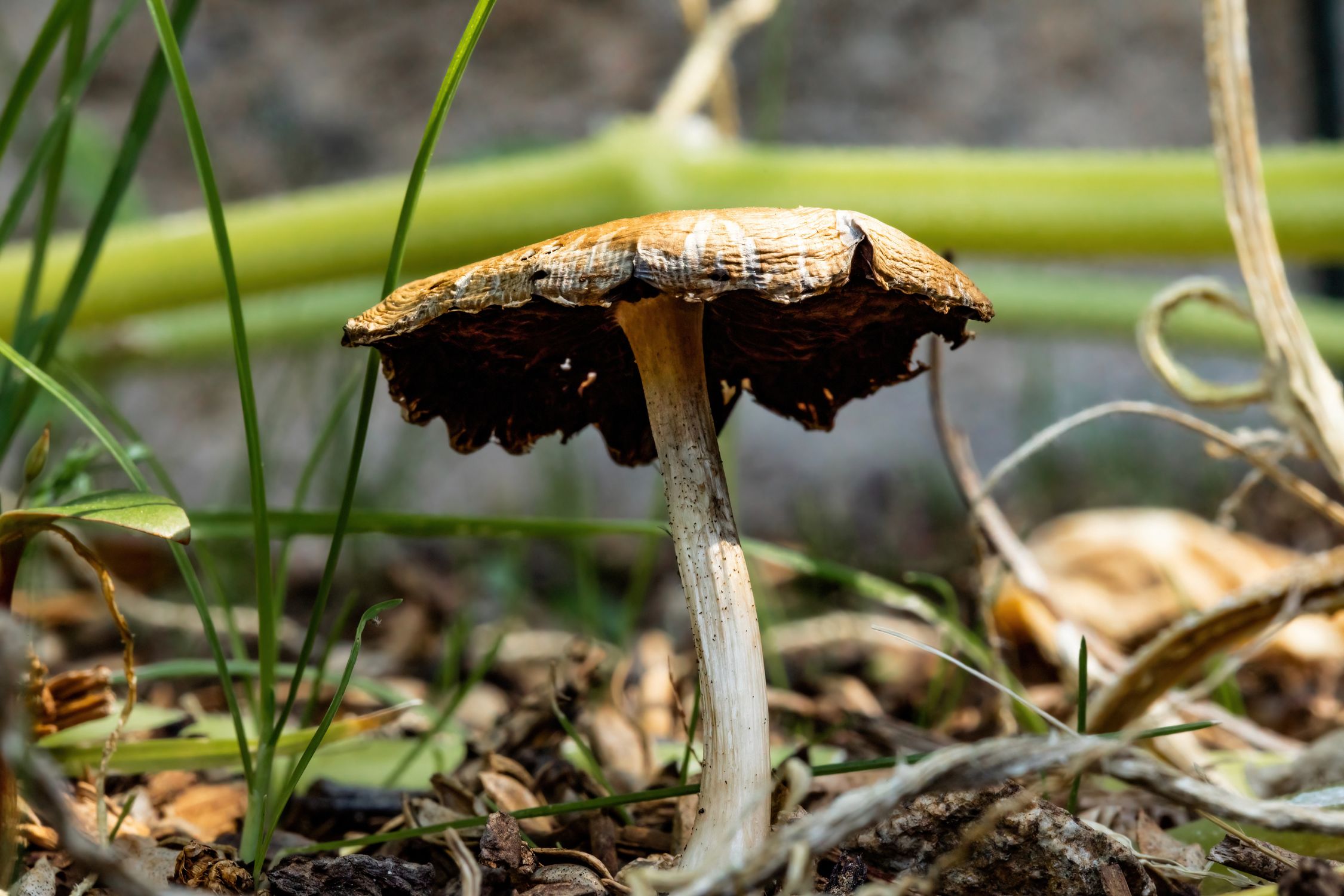 How To Prevent Fungus Growing in Your Garden
