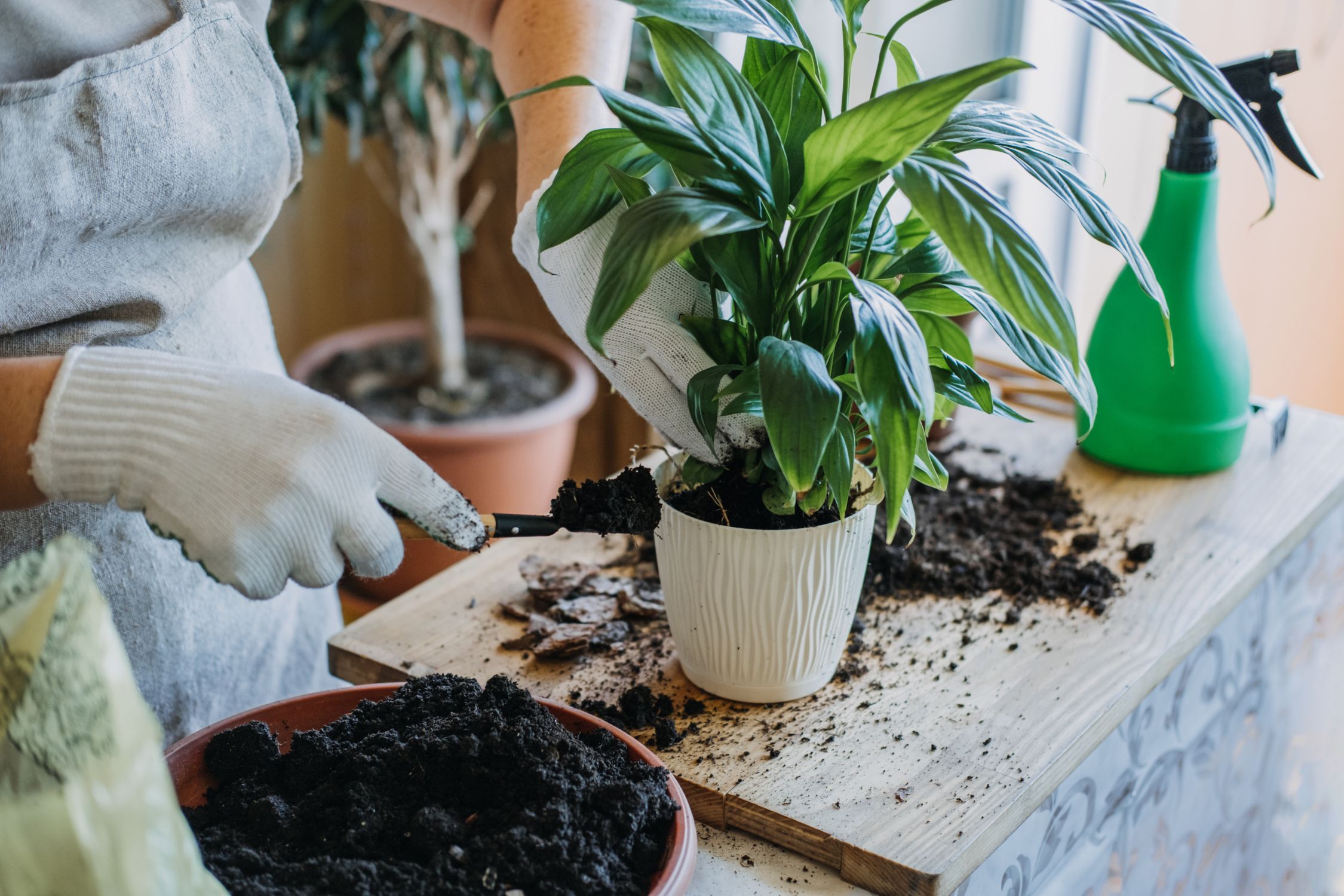 Gardening Tips: Top 5 Ways To De-Stress Your Plants