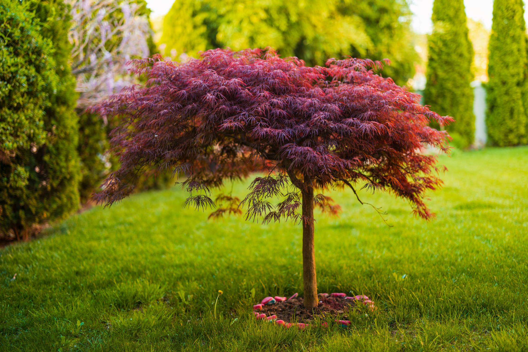 How To Take Care of Your Garden’s Japanese Maple